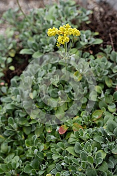 Desert Sulphur buckwheat Eriogonum umbellatum var. furcosum, yellow flowers